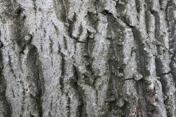 Wooden walnut texture background, close up