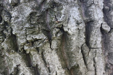 Wooden walnut texture background, close up