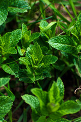 Mint in a garden, wonderful aromatic plant for the kitchen, mentha spicata