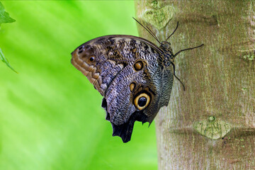 A giant owl butterfly, Caligo eurilochus, or forest giant owl, a species endemic to the rainforests...