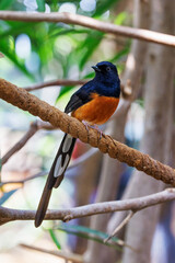 Male white-rumped shama perched on a branch, with defocussed foliage background and dappled sunlight. This pretty bird is found mainly in South and Southeast Asia.