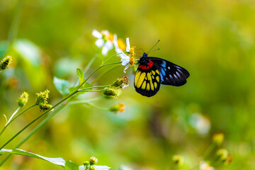 Delias pasithoe butterfly sucking nectar on Bidens alba flower close up.Sun Moon Lake National Scenic Area,Taiwan.High quality photo.For branding,calendar,postcard,screensaver,poster,cover,website.