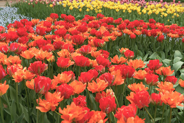 鮮やかなレッド系チューリップ