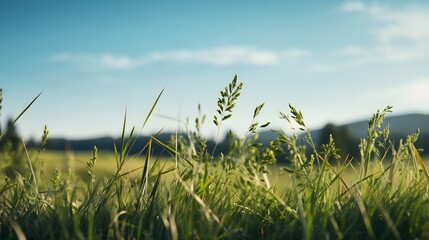 green field background with grass and sky