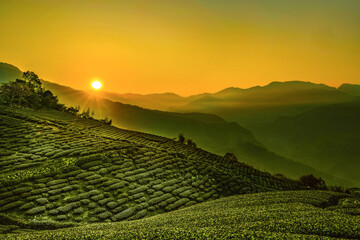 The rolling hills,scenic tea garden view and golden sky form a rural scenery in fog at sunrise. In...