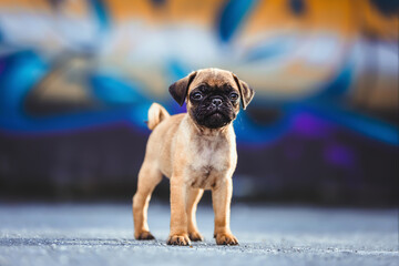 Mops Welpe