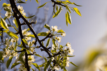 white flowers on cherry trees in the orchard