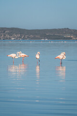 African flamingo in langebaan lagoon