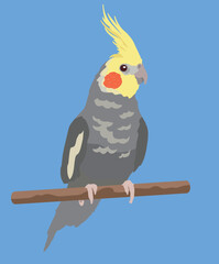 Cockatiel Bird Gray Cockatiels