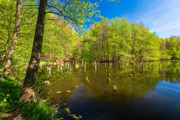 Hubertlaki lake alias Killer lake in Bakony Forest, Hungary