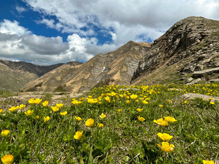 View of wild flowers in the national park of Monti della Laga in Lazio, Italy