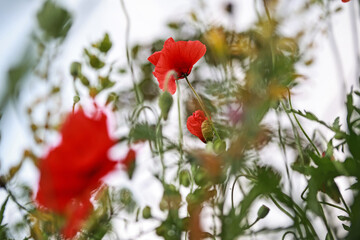 Obraz premium Beautiful poppies in the field in spring.