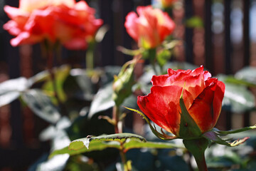 Obraz premium Beautiful red roses in the garden.