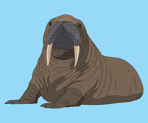 Walrus Seals Walruses Lying Down