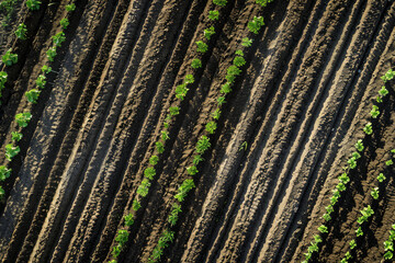 A top-down view of a freshly plowed field, with rows of soil creating a textured pattern.