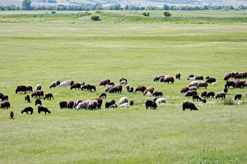 A large flock of sheep in the field.