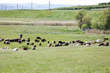 A large flock of sheep in the field.