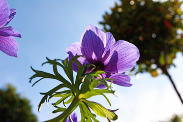 Beautiful purple flowers in the garden.