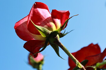 A beautiful red spotted rose in the garden in spring.