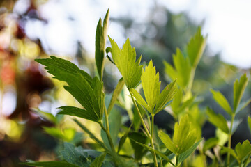 Lovage. Healthy food. Aromatic plant.