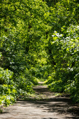 Fototapeta premium Path in the forest among the trees