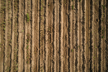 A top-down view of a freshly plowed field, with rows of soil creating a textured pattern.