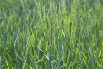Green wheat in the spring field.