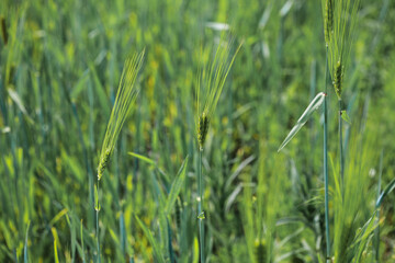 Green wheat in the spring field.