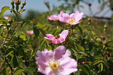 Beautiful pink rosehip flowers in spring.