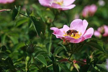 Honey bee on a rosehip flower.