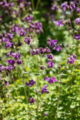 Close view of purple bluebell flowers