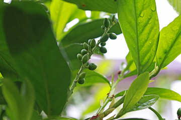 The leaves and fruits of the Prunus Laurocerasus Caucasica tree.
