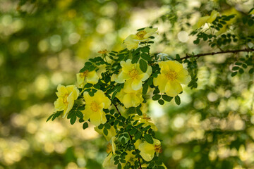Branch of a blooming rose hip with yellow flowers