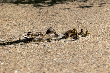 Duck with ducklings in a pond