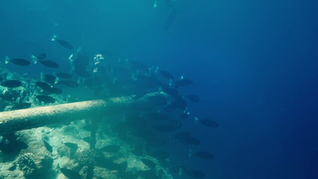 水中の魚の群れ、モルディブ　4K