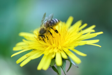 World Bee Day. Bee Pollinating a Yellow Flower