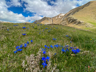 View of blue wild flowers in the national park of Monti della Laga in Lazio, Italy