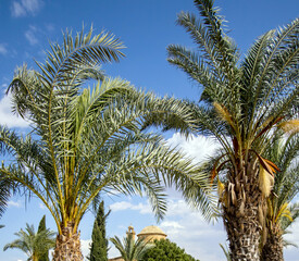 Fototapeta premium palm trees and dome against blue sky