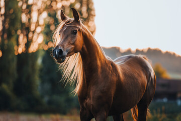 Vollblutaraber Stute