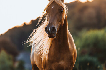 Vollblutaraber Stute