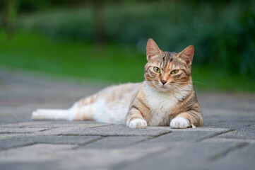 Cat resting on the ground