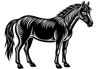 horse vector silhouette illustration