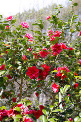Beautiful camellia flower on tree. The Expo 70 Commemorative Park, Osaka, Japan