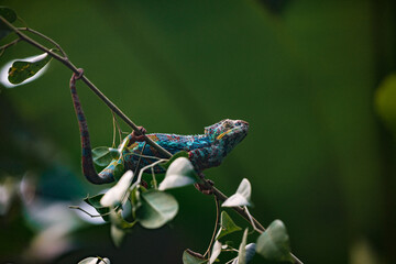 Colorful chameleon