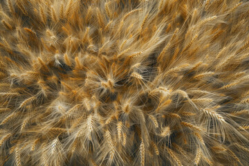 A top-down view of a field of wheat, with the golden stalks swaying in the wind and creating a textured landscape. 