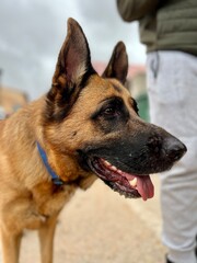 A brown and black dog with a blue collar is standing on a sidewalk