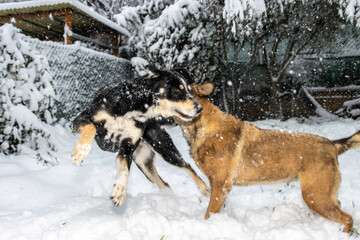 Two dogs playing in the snow, one is black and the other is brown