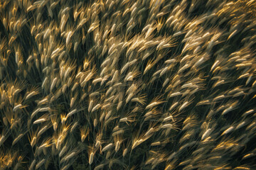 A top-down view of a field of wheat, with the golden stalks swaying in the wind and creating a textured landscape. 