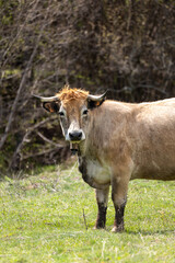 Obraz premium cow in a meadow