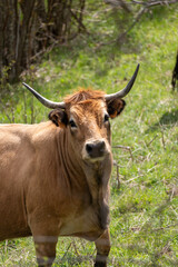 cow on the farm